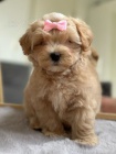 MINI Maltipoo