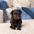 Kn�ra� mal� �t���tka