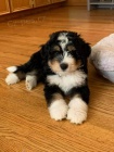 Bernedoodle