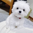 �t��ata malt�zsk�ho ov��ka k dispozici