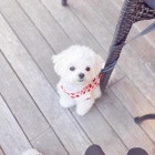 �t��ata malt�zsk�ho ov��ka k dispozici