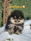 Pomeranian BOO � medv�dkov� vzhled, pomeranian �pic