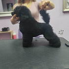 Trpasli�� pudl � same�ek �t�n�