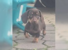 Jezev��k hladkosrst� trpasli��