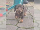 Jezev��k hladkosrst� trpasli��
