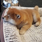 �t��ata Akita Inu