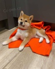 �t��ata Akita Inu