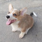 �t��ata vel�sk�ho corgi pembroke