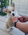 �t��ata vel�sk�ho corgi pembroke