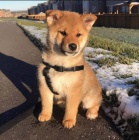 2 �t��ata Akita Inu