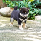 2 �t��ata Akita Inu