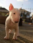 anglick�ho bulteri�ra
