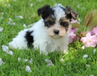 Biewer yorkie