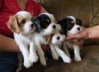 Kaval�r King Charles �pan�l �t���tka