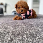 Kr�sn� �t��ata toy pudla.