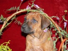 Rhod�sk� ridgeback - �t���tka