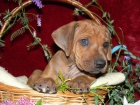 Rhod�sk� ridgeback - �t���tka