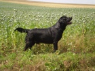 LABRADORSK� RETR�VR -nab�dka kryt� 