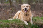 Golden retriever bez PP ke kryt�
