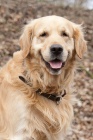 Golden retriever bez PP ke kryt�