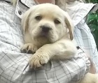 Labradorsk retriever s PP