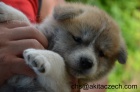�t��ata akita inu s PP - odb�r okolo 5..7.2013
