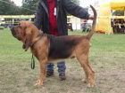 �t��ata Bloodhound Witch Famous Alhavant