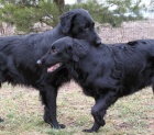 Flat Coated Retriever-p��jem z�znamu na �t���tka