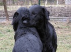 Flat Coated Retriever-p��jem z�znamu na �t���tka