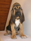 Bloodhound �t��ata