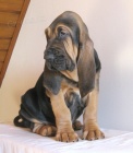 Bloodhound �t��ata