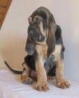 Bloodhound �t��ata