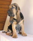 Bloodhound �t��ata