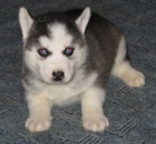 Sibi�sk� husky-