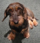 Jezev��k standard drsnosrst�