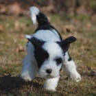 Kr�sn� �t���tka tibetsk�ho teri�ra