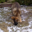 N�meck� ov��k s PP pracovn� chov