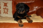Beauceron-�t��ata s PP