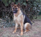 N�meck� ov��k