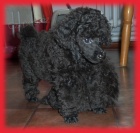 Pudl trpasli��, toy �ern�, apricot s pp