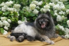 Vl�� �pic / keeshond