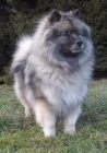 Vl�� �pic / keeshond
