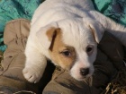 �t���tka Jack Russell Teri�r (JRT) s pp