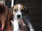 Inzer�t - Prod�m �t���tka Jack Russell Teri�ra