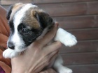 Inzer�t - Prod�m �t���tka Jack Russell Teri�ra