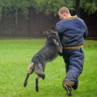 N�meck� ov��k s PP