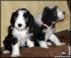 Bearded collie - ttka s PP