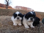 kr�sn� �t�n�tka shih tzu