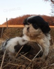 kr�sn� �t�n�tka shih tzu