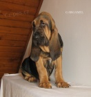 Bloodhound �t��ata